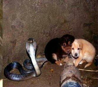 When even a cobra knows what kindness is... - Dog, King Cobra, Longpost, , Kindness, Animals