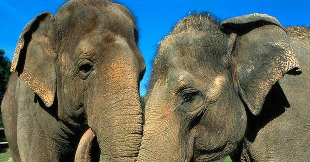 Слон группа организмов. Слоны. Слон фото. Слоны обнимаются. Фото слонов.