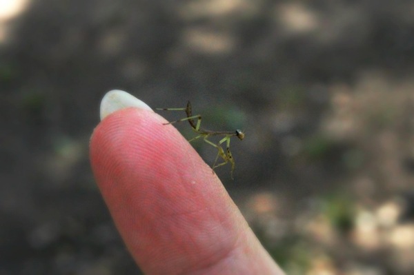 Little baby - Mantis, Young