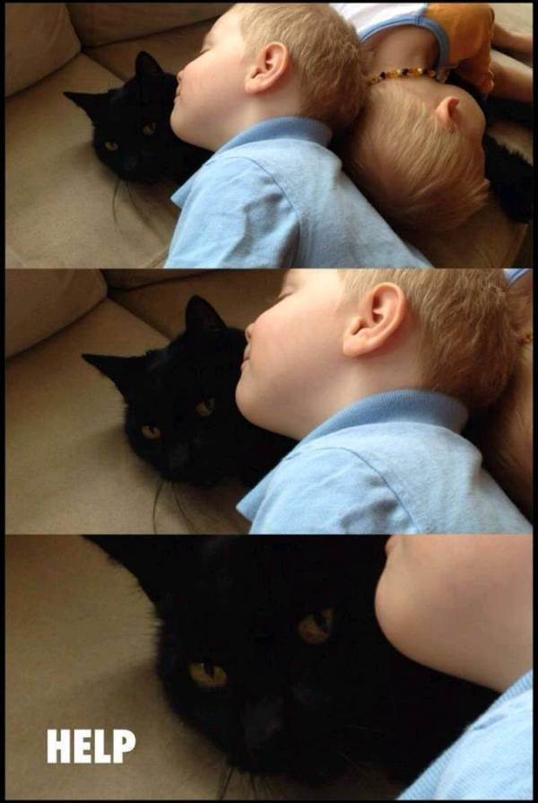 Pillow cat - cat, Pillow, Help
