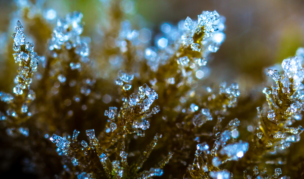 Ice crystals on moss - My, , Moss, Ice, Crystals, Canon 60d, Macro photography