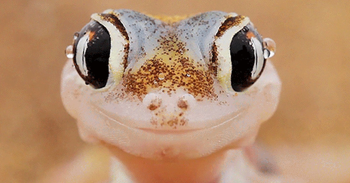 Пресмыкающиеся животные хамелеон. Как моргают ящерицы. Как моргают ящерицы. Как моргают ящерицы. Мигательная перепонка (третье веко).