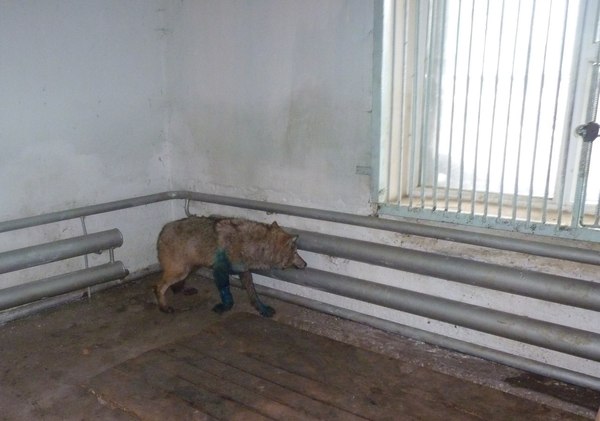 About Omsk Zoo and a wounded wolf - Bolsherechye, Omsk, Zoo, Bolsherechensky Zoo, Longpost