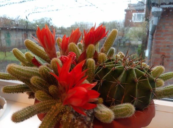 My cactus is blooming too - Cactus, Beautiful