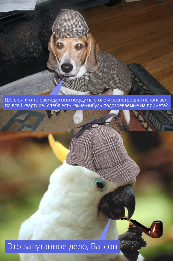 confusing case - My, Sherlock Holmes, A parrot, Dog