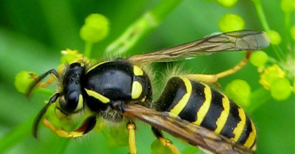 Пчела предупреждающая окраска. Предупреждающая окраска пчелы. Предостерегающая окраска пчелы. Оса картинка для детей.