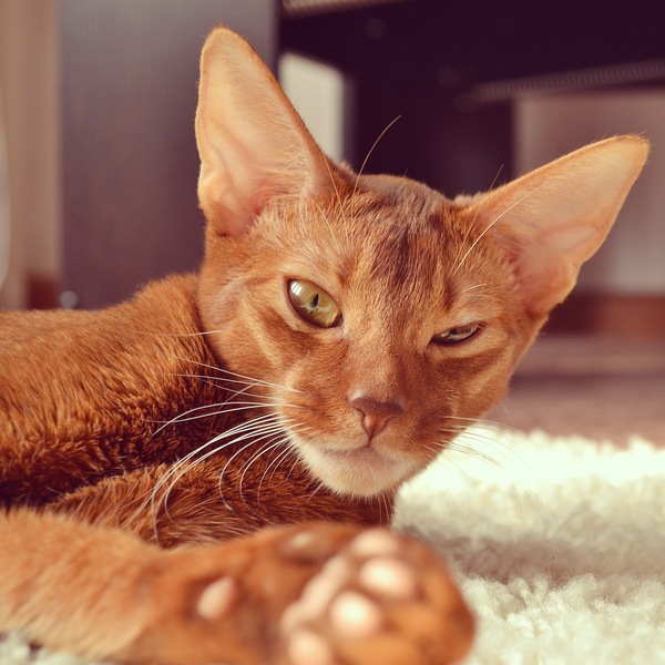 Red beast - My, Voronezh, Voronezh region, Abyssinian cat, , Catomafia, cat, Ears