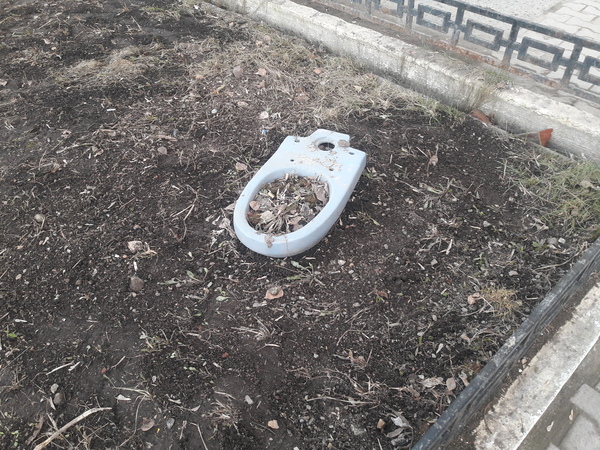 Post-apocalyptic restroom - My, Flower bed, Toilet