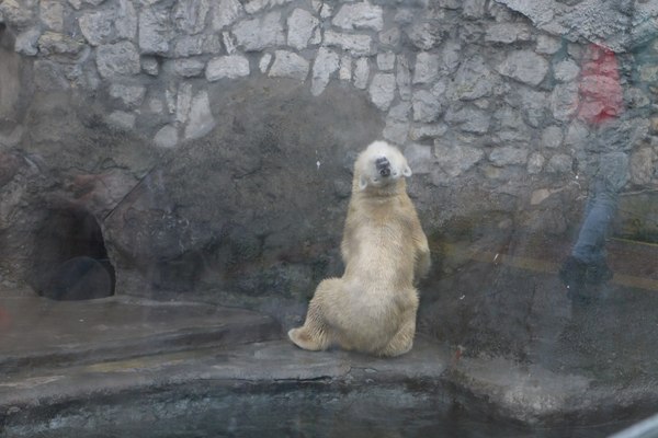 When I arrived at the wrong time... - Polar bear, My, Moscow Zoo, Ku-Ku