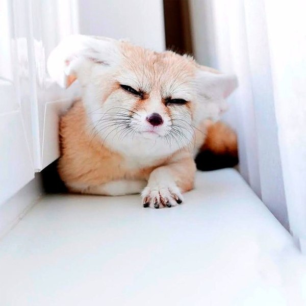 This fox looks like he can see my future - Fox, Milota, Magician, Sorcerers, Animals, Humor, Psychics