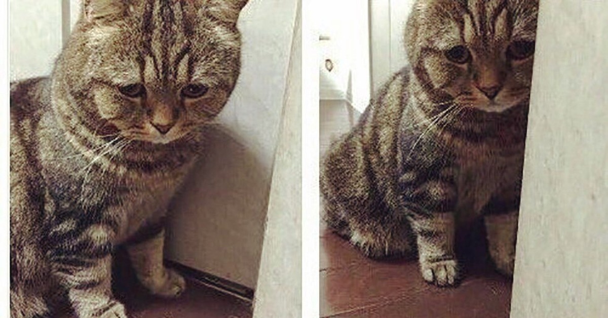 О своей кошке. Грустный котик. Он накричал на тебя. Кот мем. Юмор 21 века.