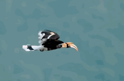 Полет птицы калао | Пикабу