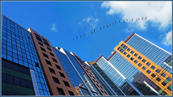 Unity of urban geometry and natural harmony - Town, Birds