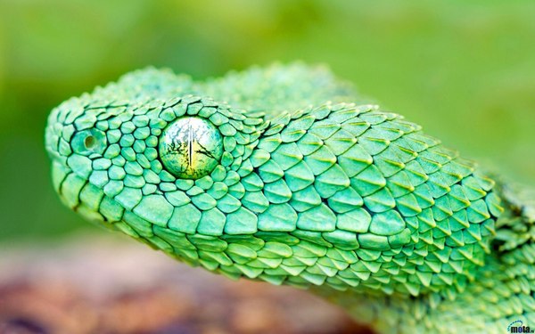 10 amazing pictures of snakes - Longpost, The photo, Snake, A selection