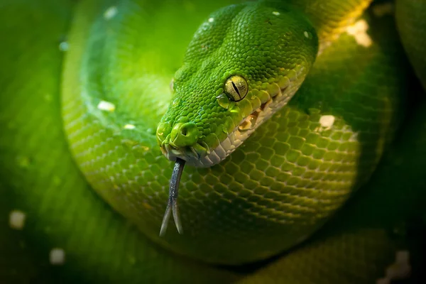 Snakes can hibernate for 3 years - Picture with text, Images, Snake, Animals, Nature, Amazing, Interesting, Informative, Unusual, The science, Biology
