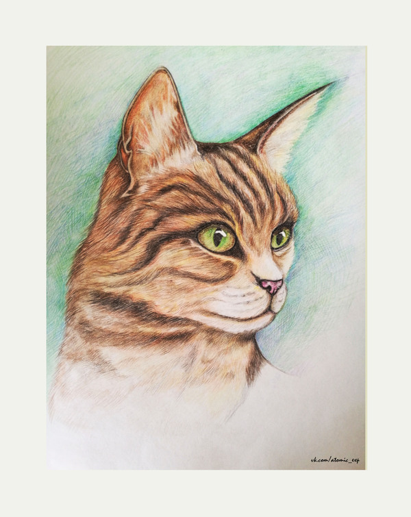 Cat with colored pencils - My, , , Colour pencils, cat