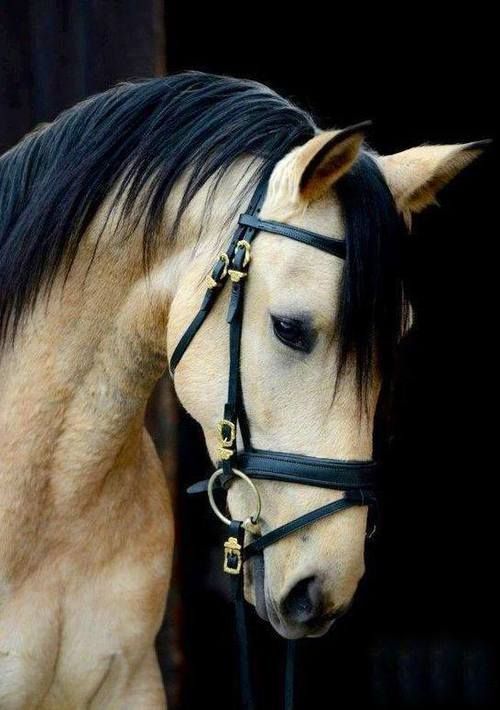 Gorgeous) - Horses, Color, Animals