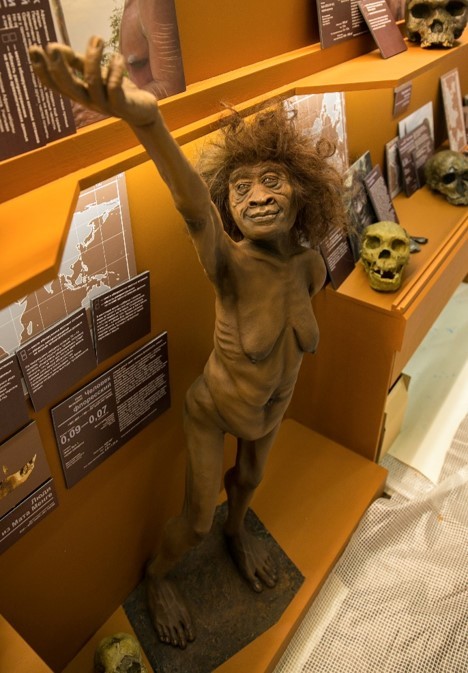   ? ,  , Homo floresiensis, Homo habilis,  ,  , , 