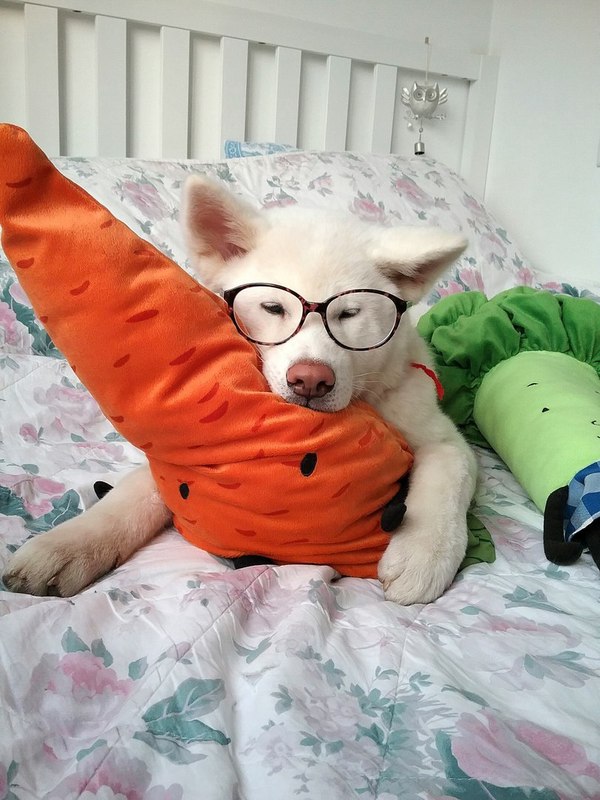 dog with glasses - Dog, Milota, Animals, Vegetables, Longpost