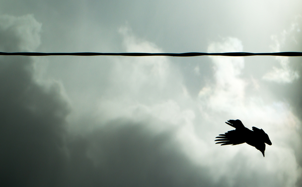 I didn't get it! - My, Crow, The wire, Didn't catch, Clouds, Canon 60d