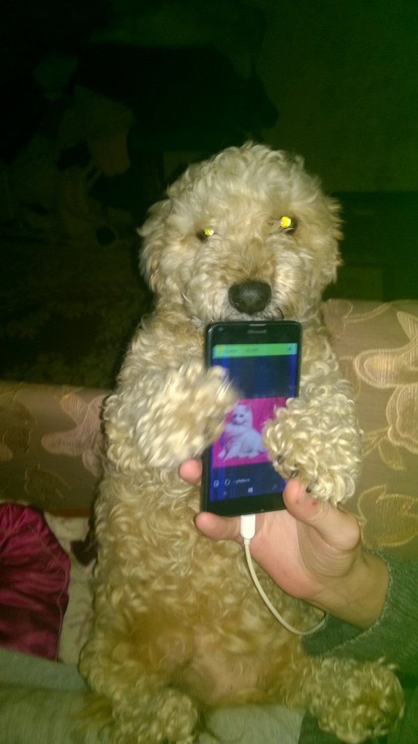 Пикабу хорошо , но я же лучше!