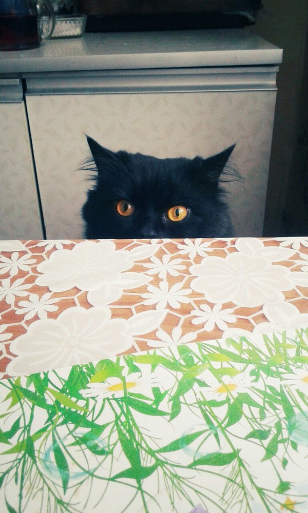 Ready for dinner! - My, cat, The photo