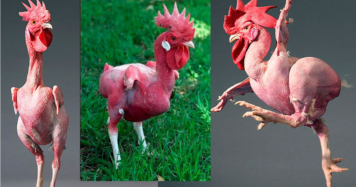 Животные без яиц. Израильская лысая порода кур. Общипанный петух. Общипанная курица.