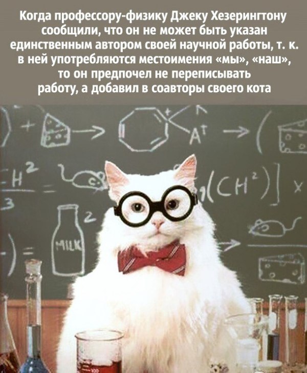 I or WE? - In contact with, Scientific humor, , How is it correct?, cat, Physicists joke, Longpost