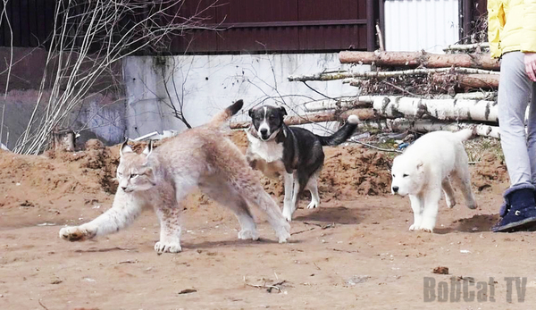 Lynx hunting with dogs - Lynx, Dog, Katyavaleeva, My