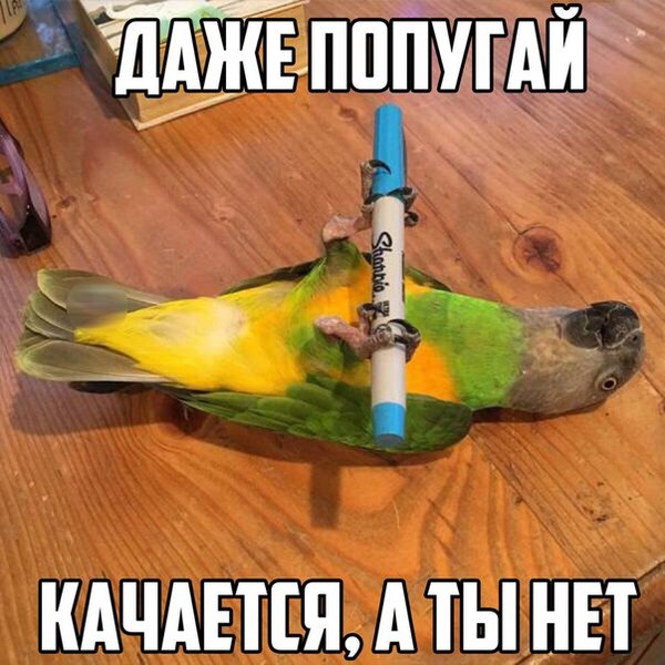 By the summer - Images, Humor, Gotta pump up, A parrot