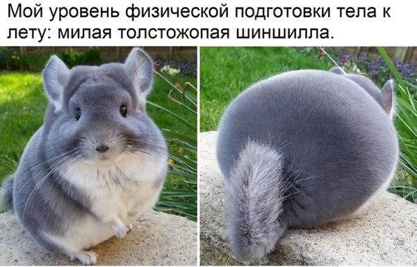 With such a spring and summer is not particularly expected. - Summer, , Chinchilla, Sport, Roundness, Back view