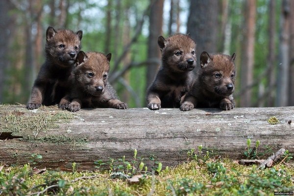 Gang of cubs - Wolf, Forest, Not mine