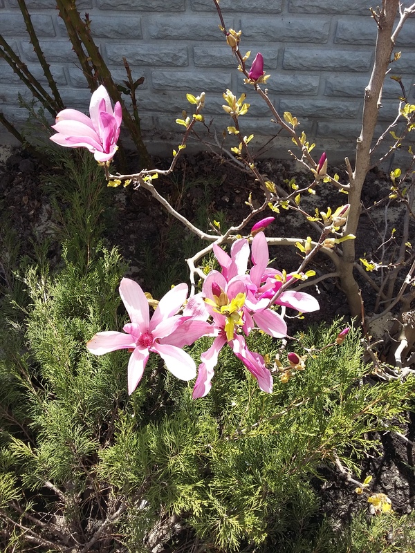 Магнолия расцвела