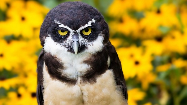 Spectacled owl, and I'm spectacled. - Owl, , Anger