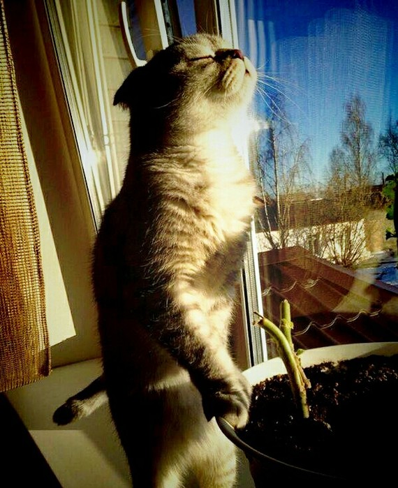 When the sun comes to Peter. - The sun, Petersburg cats, cat