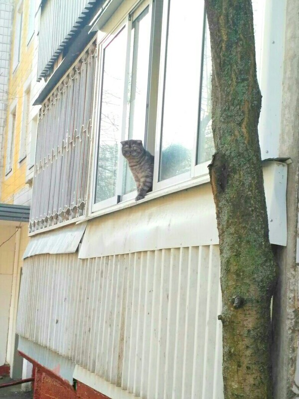 When you look out the window on a Friday night and don't recognize the street - My, cat, Friday