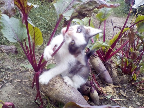 Вот такая рожица