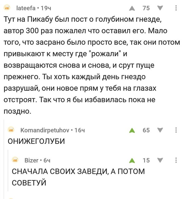 Про голубей - Скриншот, Комментарии, Голубь, Пикабу