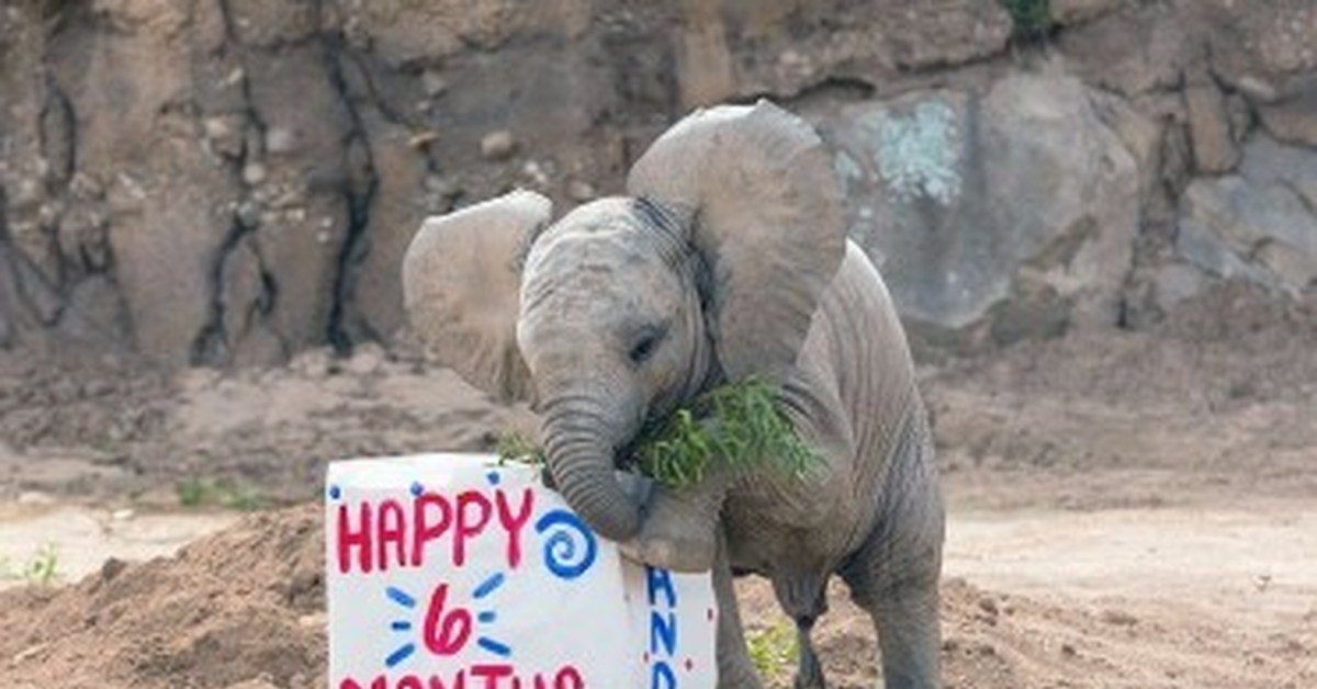 Elephant present. Прикольный Слоненок. Маленький Слоненок. Смешной Слоненок забор. Счастливый слон.