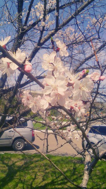 Spring came:) - My, Spring, Apricot, Flowers, Primorsky Krai, Ussuriysk, Longpost