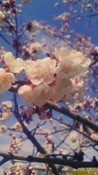 Spring came:) - My, Spring, Apricot, Flowers, Primorsky Krai, Ussuriysk, Longpost