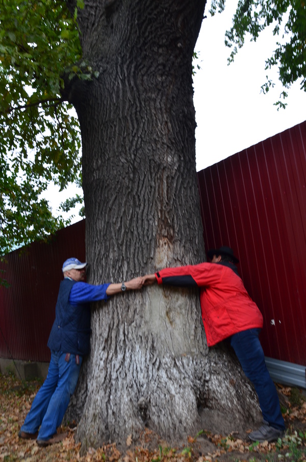 The largest oaks in Almaty - My, Almaty, Oak, Age, Question, Longpost