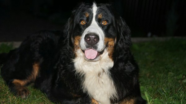 Bernese Shepherd - My, Dog, Bernese mountain dog, Puppies