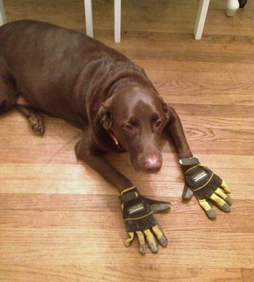 Looks good - Dog, Gloves, Fashion