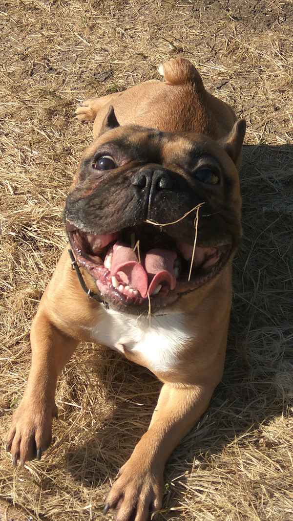 Ulybaka dog - Smile, Dog, My, French Bulldog