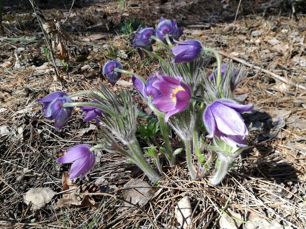 Sleep-herbs in your feed - Flowers, My, Spring