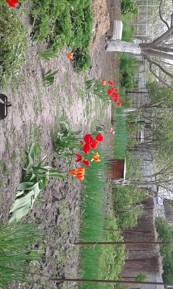 blooms - My, Dacha, Rostov region, Longpost