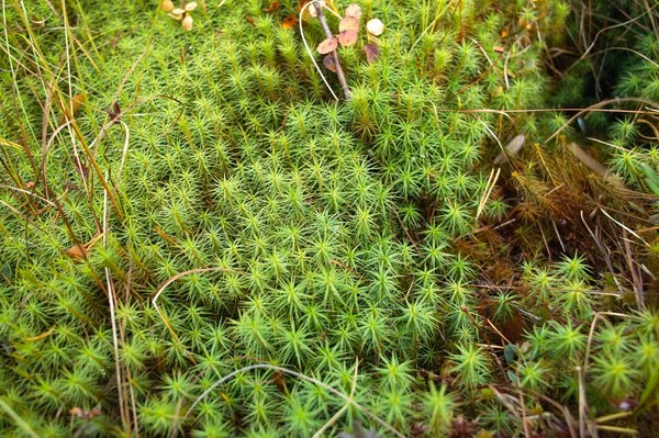 Just google Sphagnum - , Nature, Sphagnum, Moss