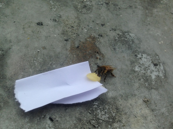 Here is such a miracle today fed on the windowsill) - Bees, Honey, Miracle