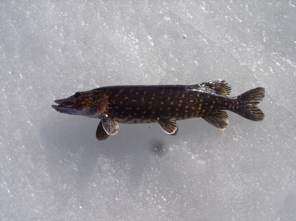 Pike from Black Lake. - My, A fish, Fishing, Lake, Ice